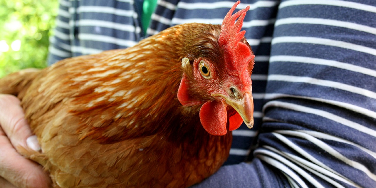 SEY toimii ja vaikuttaa sen puolesta, että yritykset ottavat eläinten hyvinvoinnin keskeiseksi osaksi yhteiskuntavastuuohjelmiaan. Kuvassa ruskea, punahelttainen kana ihmisen sylissä.