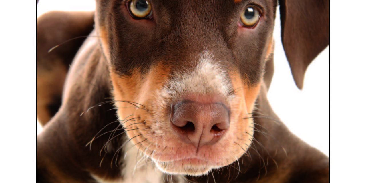 Fiksun koiranostajan oppaan kansikuva, jossa ruskea luppakorvainen koiranpentu katsoo yläviistoon. Lisäksi SEYn logo sekä teksti Fiksun koiranostaja opas