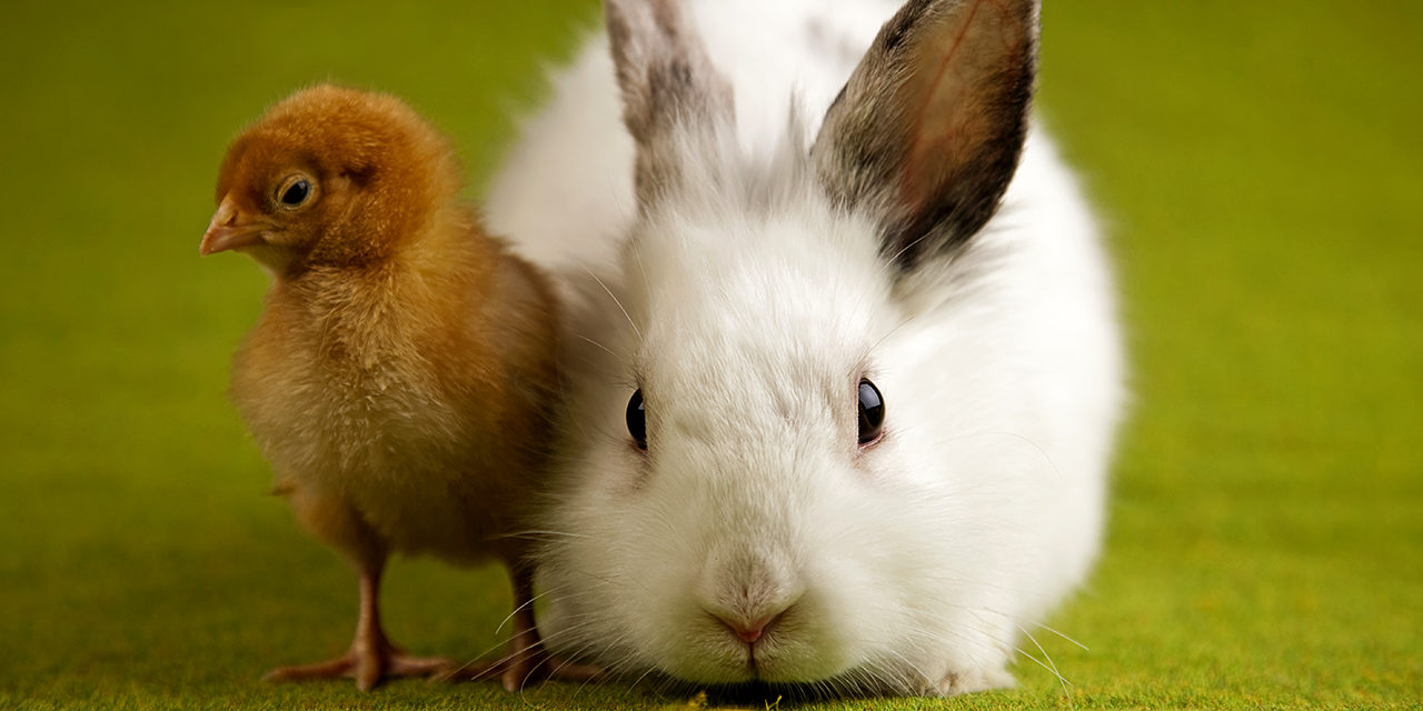 Eläinten viikolla nostamme yhteiskunnalliseen keskusteluun vaihtuvan ajankohtaisen eläinsuojeluteeman. Kuvassa rusehtava tipu sekä vaalea kani vihreällä taustalla.