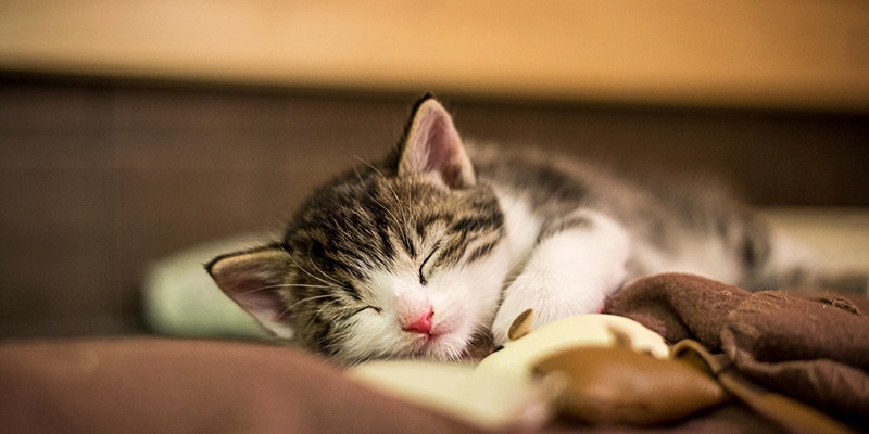 Löytöeläimet ja muut kodittomat eläimet työllistävät paljon Suomen eläinsuojelukenttää. Kuvassa ruskearaidallinen kissanpentu nukkuu ruskeiden huopien päällä.