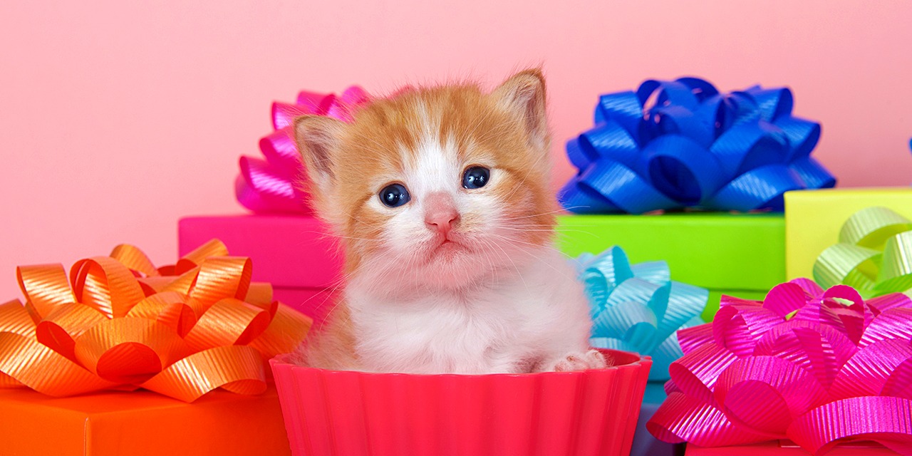 Merkkipäivän kunniaksi järjestetty keräys on perinteinen ja arvokas tapa tehdä hyväntekeväisyyttä. Kuvassa pieni punaoranssi kissanpentu lahjapakettien keskellä.