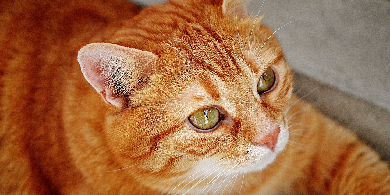 Oranssi kissa katsoo ohi kamerasta. Kuvituskuva koulu ja eläinsuojelu -sivulla.