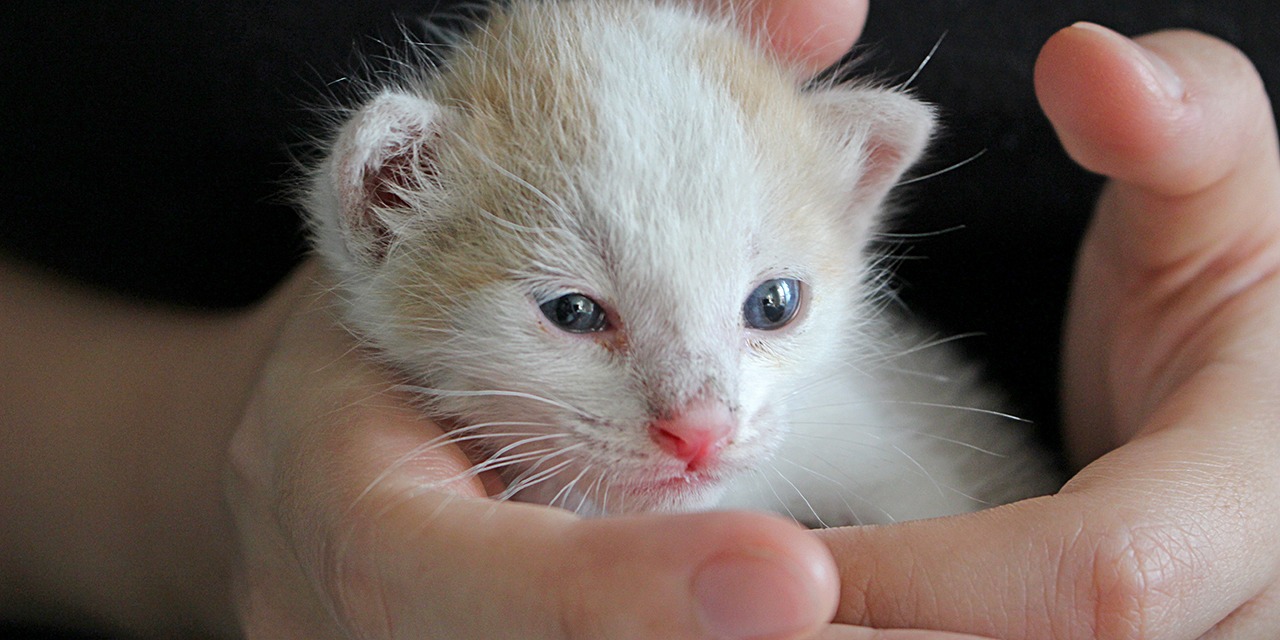 Kuvassa pieni kermavalkoinen kissanpentu ihmisen kämmenellä.