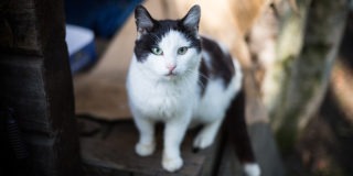 Black and white cat standing and looking towards camera.