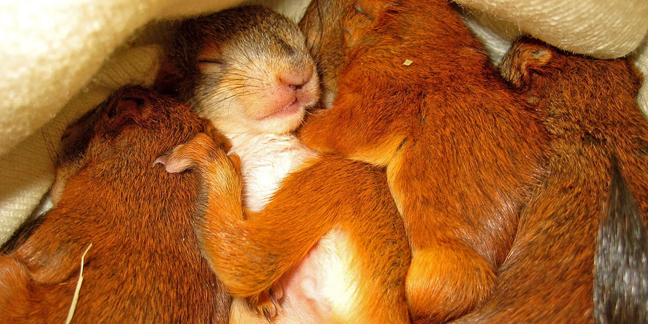 Kuvassa oravanpoikasia kasassa pehmusteiden sisällä.