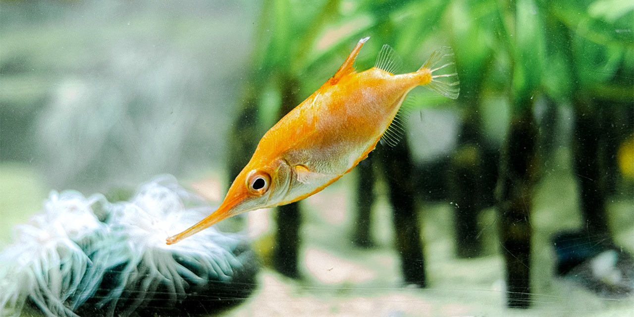 Kuvassa oranssi kala, jolla on pitkä nokka