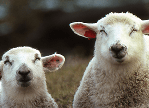 Kaksi lammasta katsoo kameraan