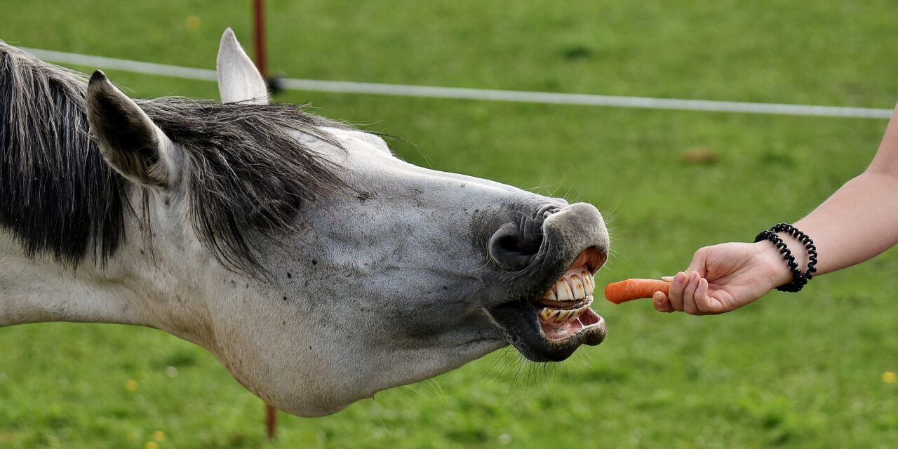 harmaa hevonen hamuaa suullaan porkkanaa ihmisen kädestä vihreällä laitumella