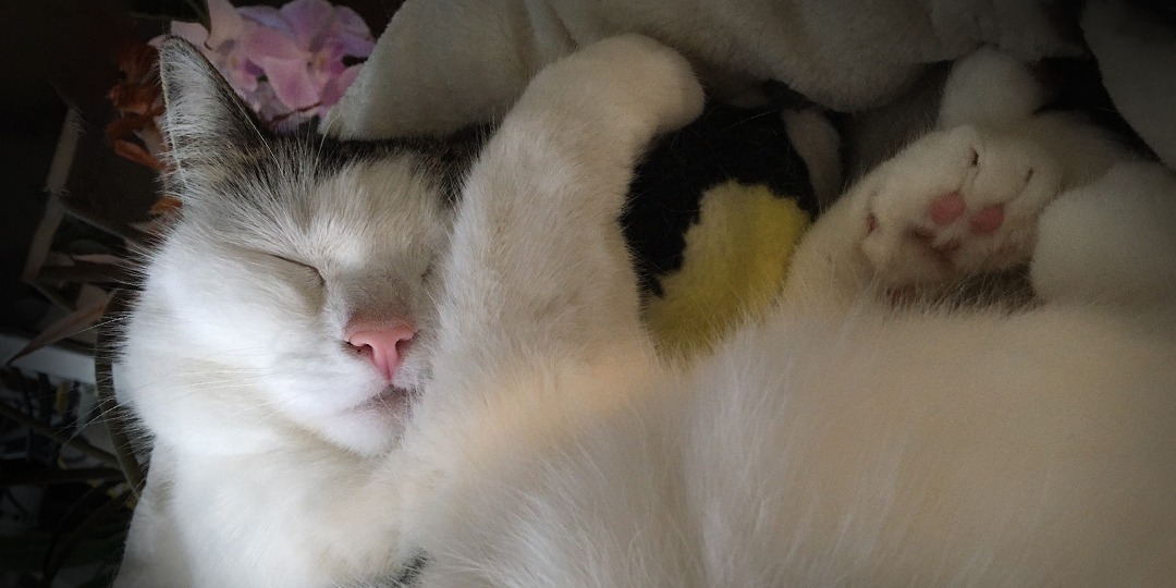 Mustavalkoinen kissa nukkuu tyytyväisenä sängyllä