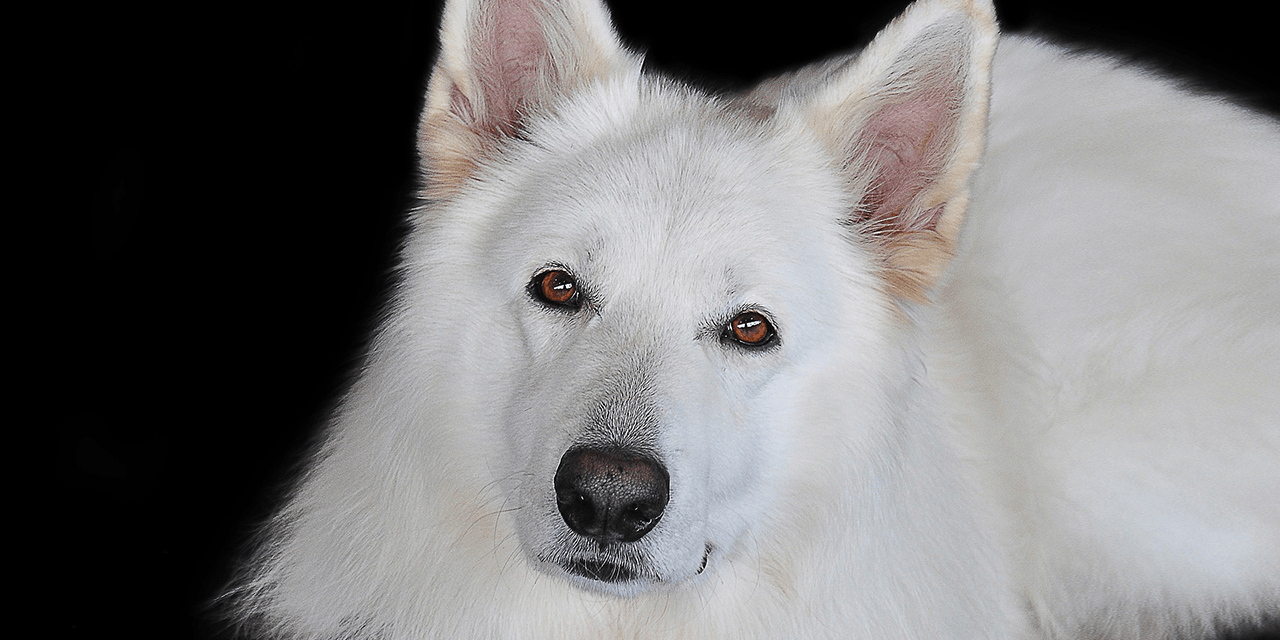 Valkoinen pystykorvainen koira katsoo kameraan