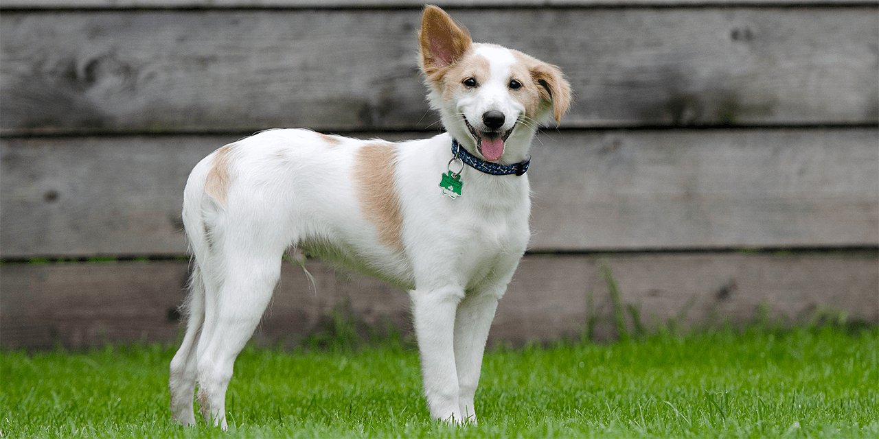 Hoikkarakenteinen valkoruskea koira seisoo nurmikolla ja katsoo kameraan. Koiralla on toinen korva pystyssä ja toinen lurpallaan.