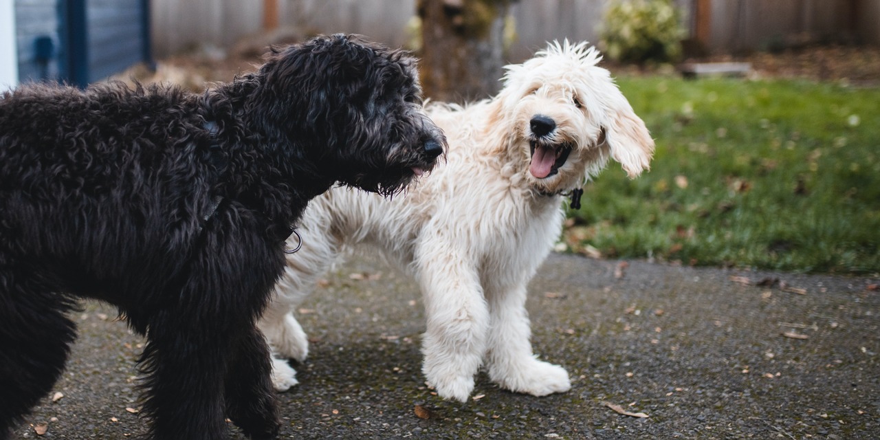 Valkoinen ja musta koira ovat pihalla ja näyttävät katsovan toisiaan.