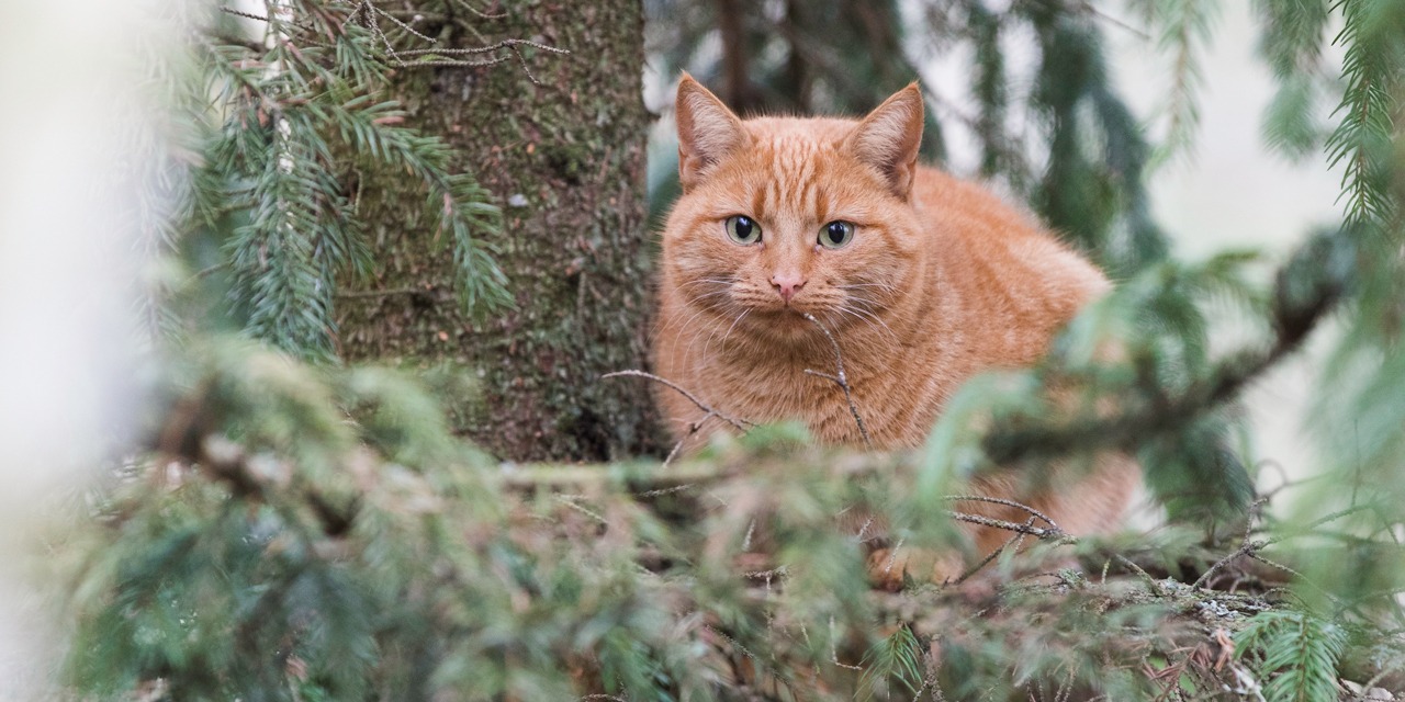 Oranssi kissa istuu havupuun oksalla ja katsoo kameraan