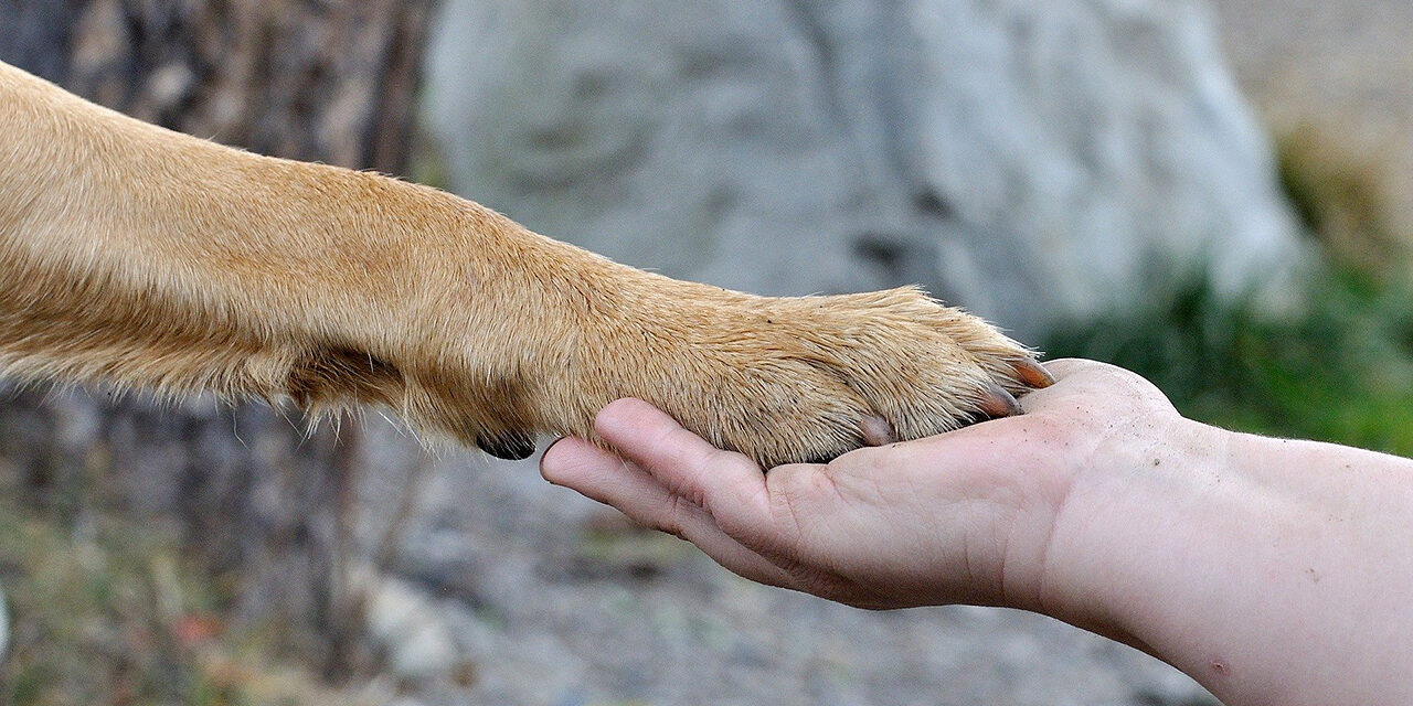 Koiran tassu ihmisen kädessä