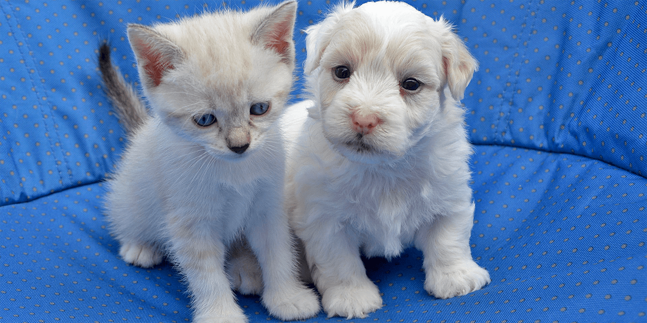 sinisellä sohvalla vaalea kissanpentu vierellään vaalea koiranpentu