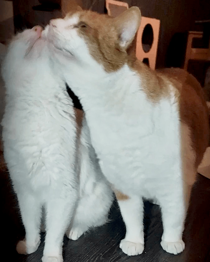 Kaksi punaruskeavalkoista kissaa puskevat toisiaan