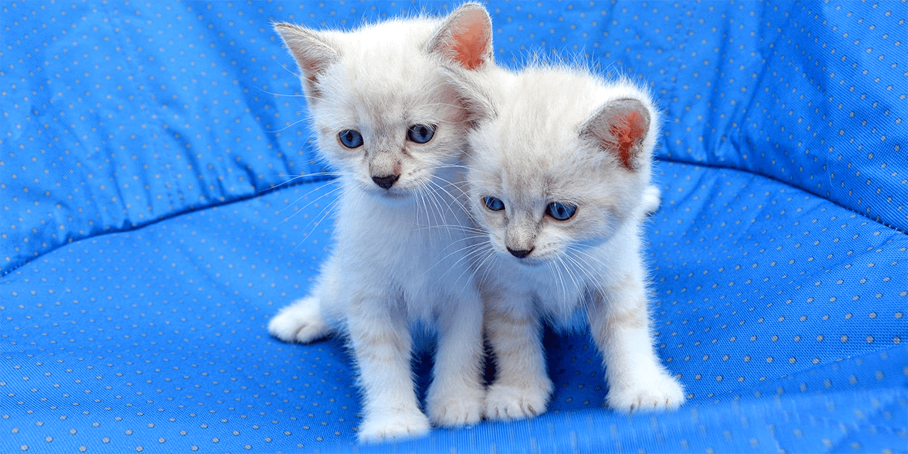Kaksi valkoista kissanpentua istuu sinistä taustaa vasten. Tausta on ehkä sohva tai nojatuoli.