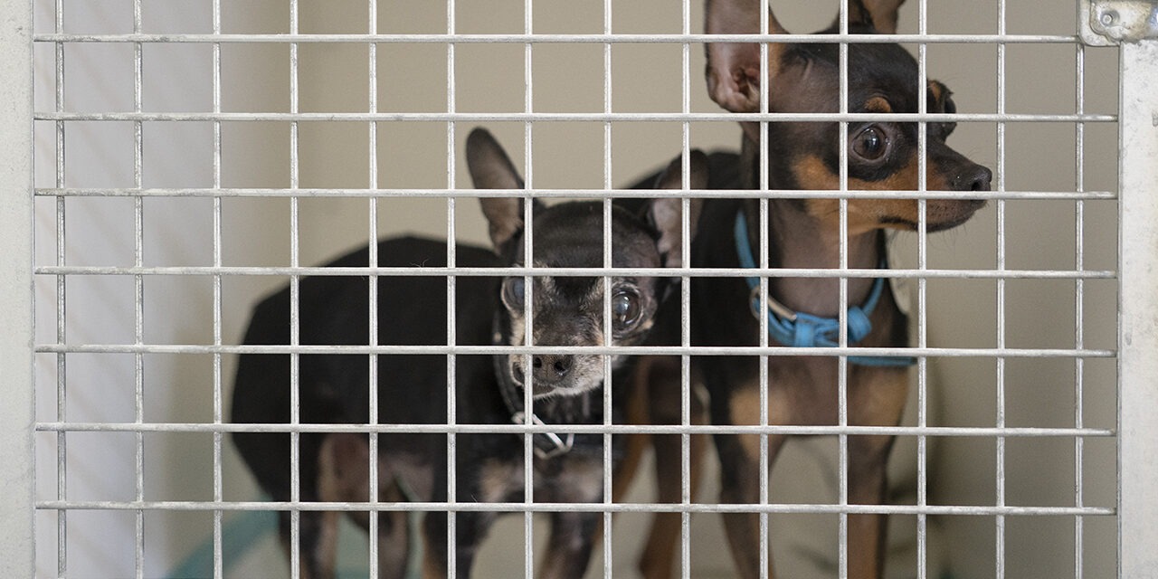 Kaksi pientä Ukrainasta saapunutta koiraa odottavat häkissä omistajiaan, jotka hoitavat viranomaisasioita.