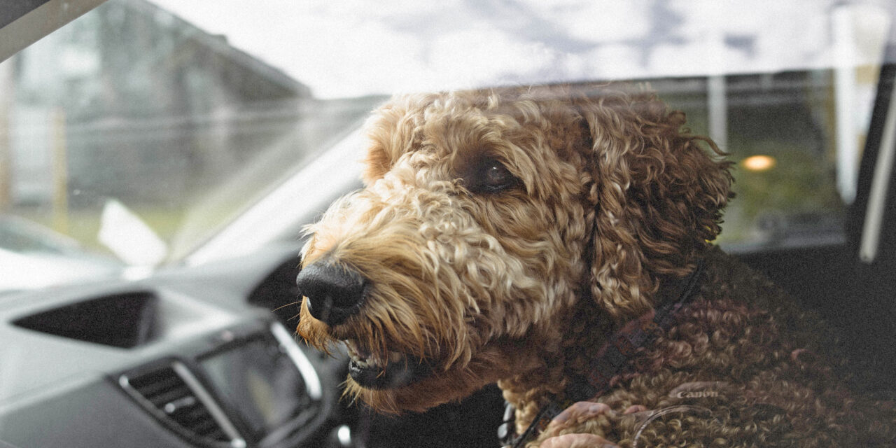 Kiharakarvainen autossa yksin oleva koira katsoo auton ikkunalasin takaa ulos.