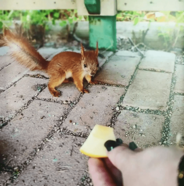 Nestehukan nuuduttama orava pihakivetyksellä. Kuvan alareunassa näkyy ihmisen käsi, joka tarjoaa oravalle omenaviipaletta