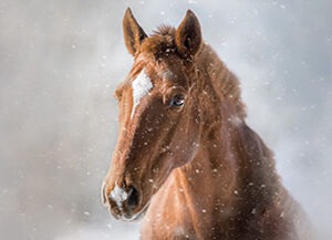 Ruskea hevonen talvisella sumealla taustalla