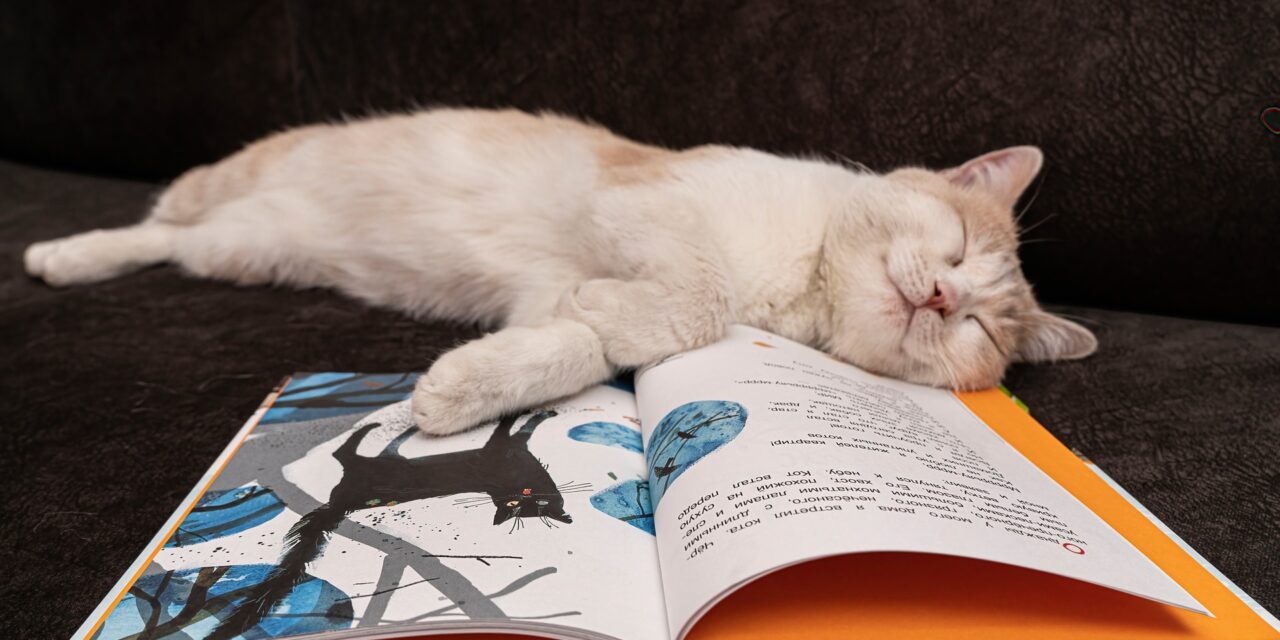 kissa makaa kirjan päällä