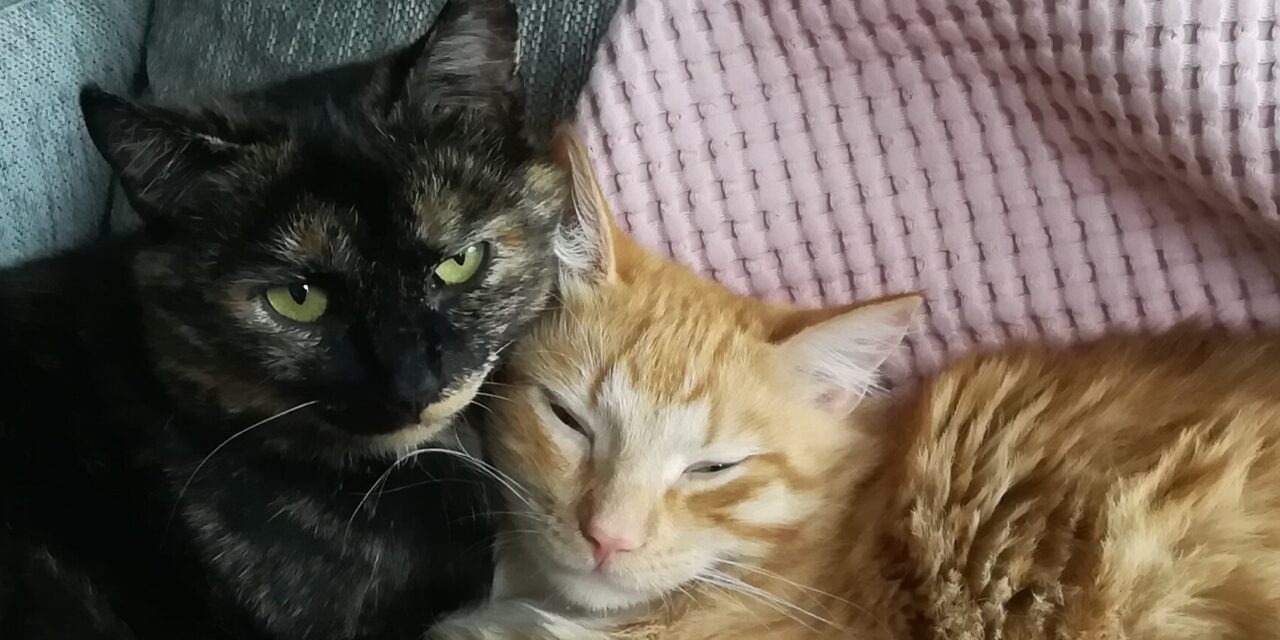 Kaksi kissaa