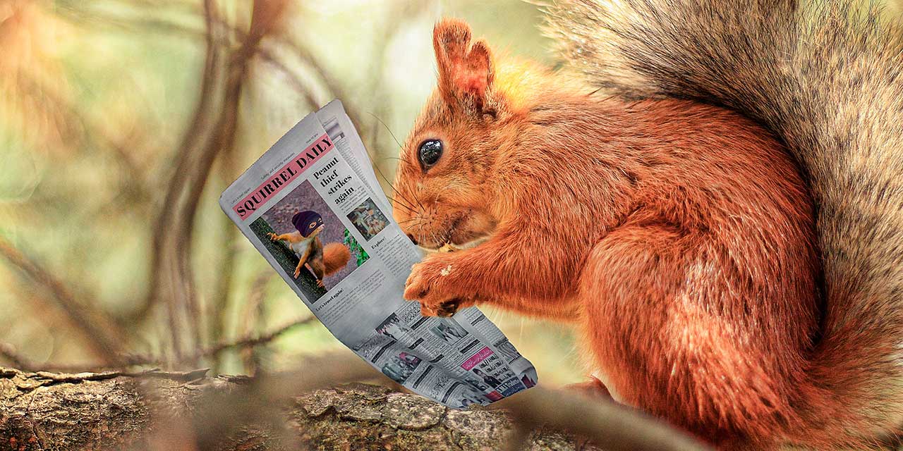 Kuvamanipulaatiossa orava lukee "Squirrel Daily" -sanomalehteä.