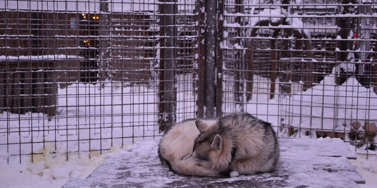 Häkissä lumisen suojakoppinsa päällä kerällä torkkuva husky-koira
