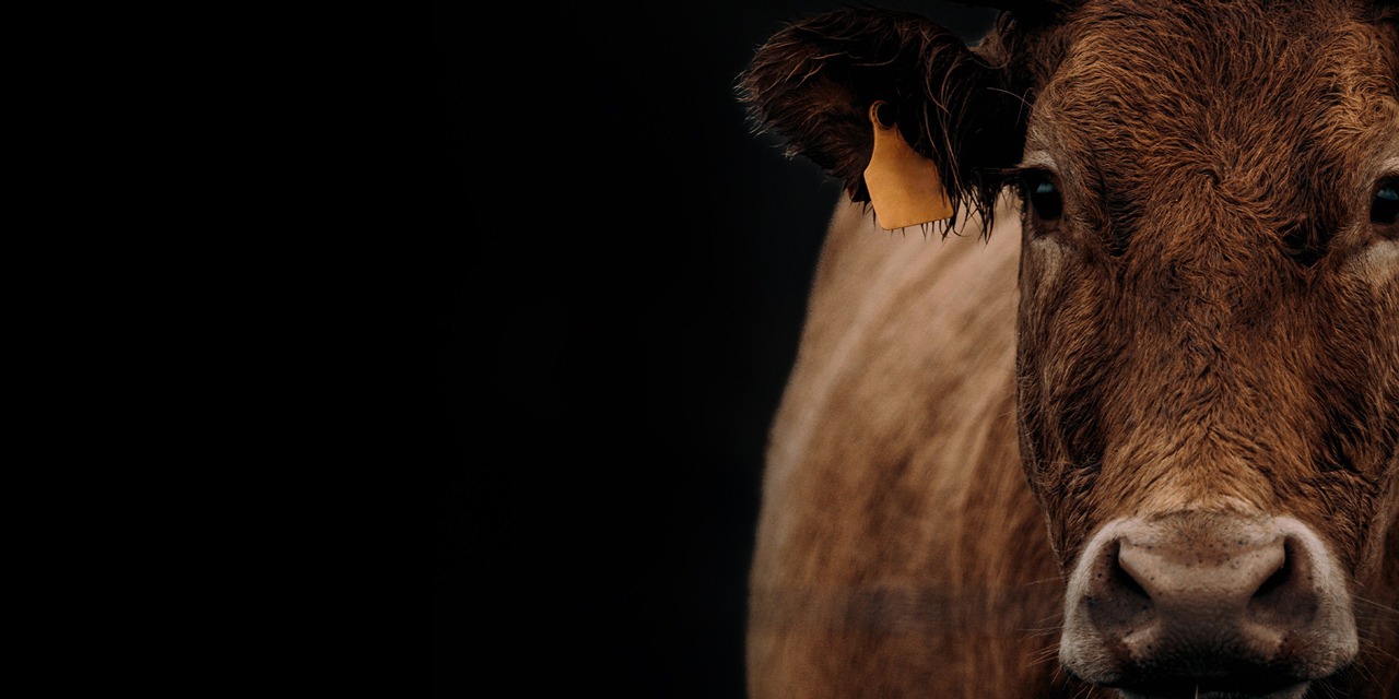 ruskea nauta katsoo kameraan, tausta on musta
