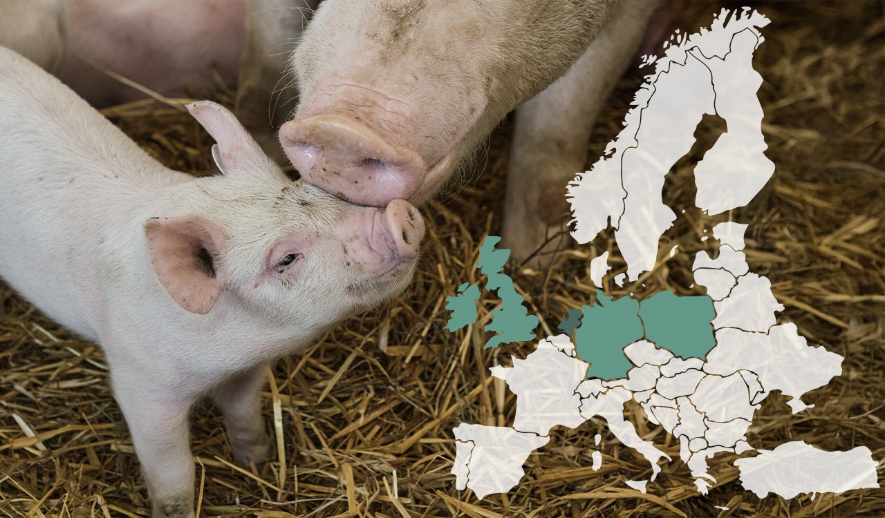 Porsas emakon vieressä. Kuvan päällä on kartta, jossa ovat korostettuina ne Euroopan maat, joissa kasvatetaan täyskarjuja. Ne ovat Irlanti, Englanti, Hollanti, Saksa ja Puola.