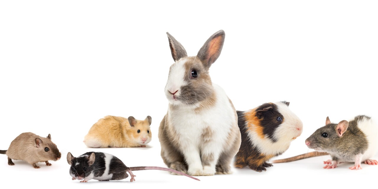 Valkoisella taustalla ovat gerbiili, hiiri, hamsteri, kani, marsu ja rotta.