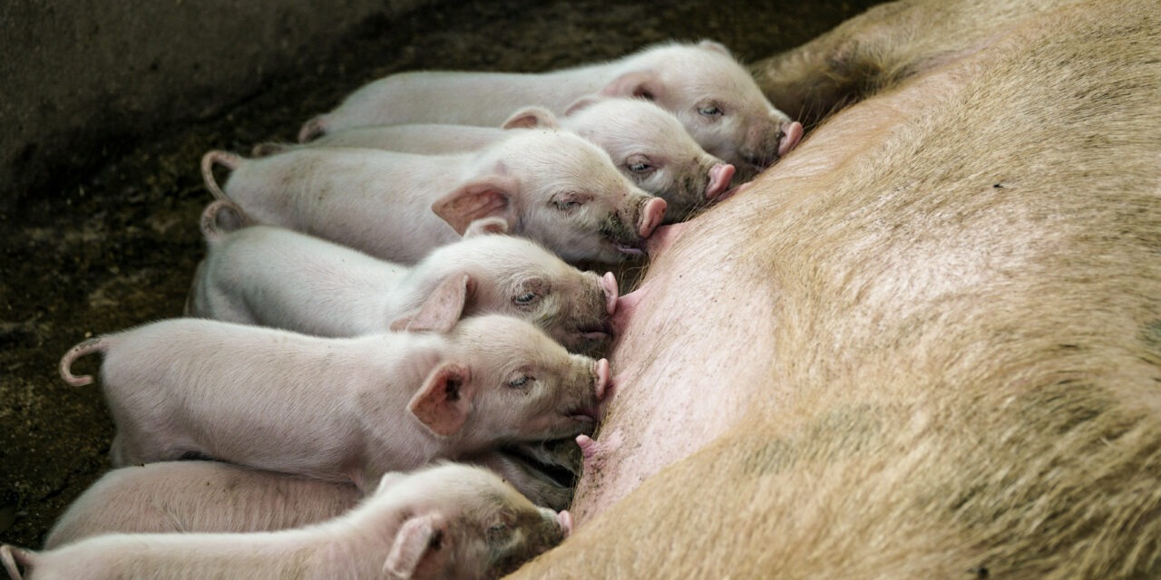 Porsaspahnue imee emakon nisiä. Kirurginen kastraatio on porsaille kivulias toimenpide, mutta sille olisi vaihtoehtoja.