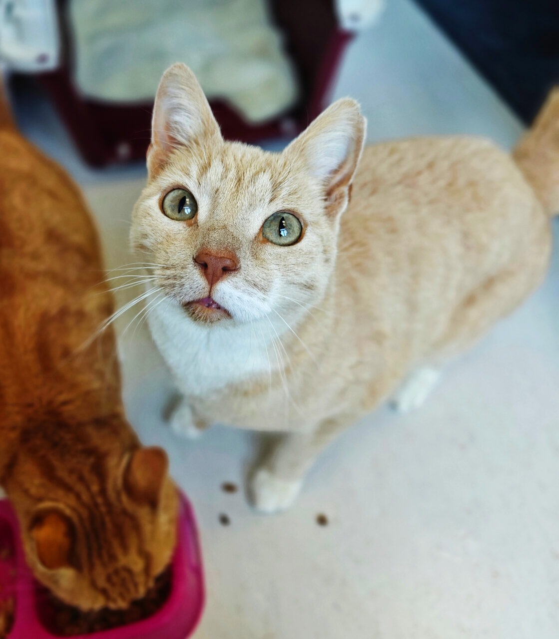 Vaalean oranssi kissa katsoo kameraa, kun toinen oranssi kissa syö.