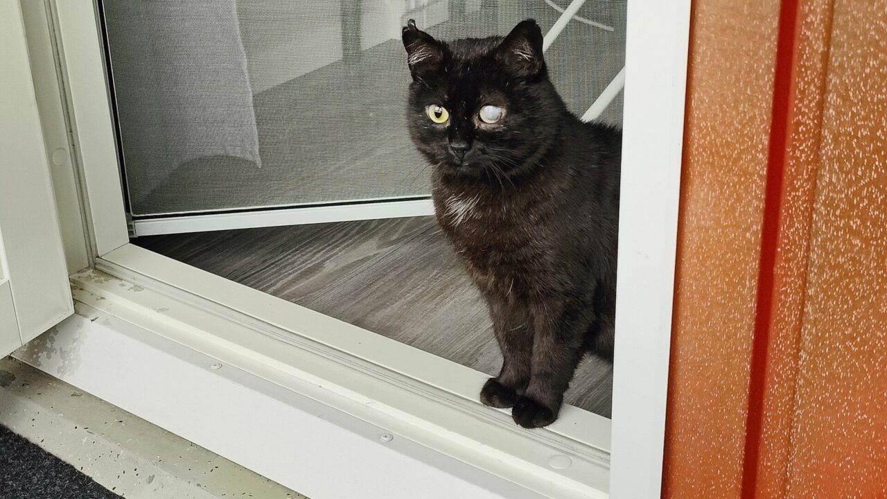 Musta kissa seisoo oven kynnyksellä ja katsoo ulos. 