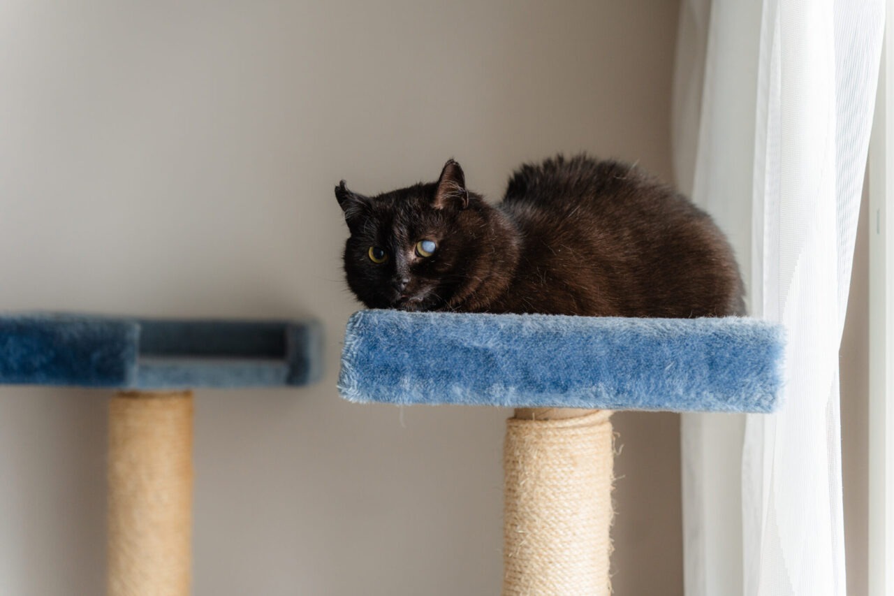 Musta kissa makaa kissojen kiipeilypuun pehmeällä tasolla. 