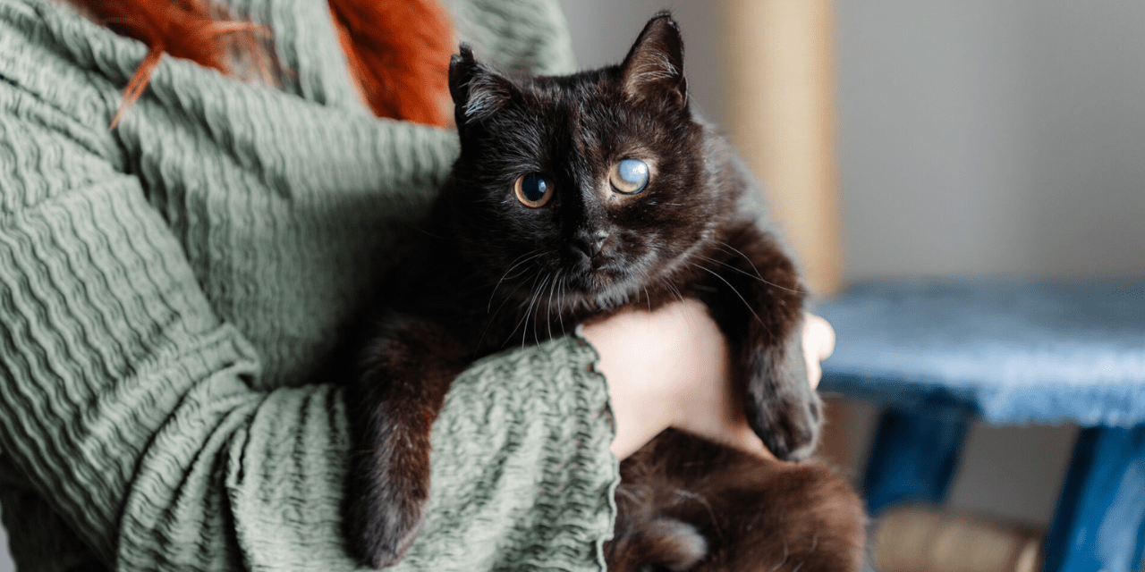 Ihmisen sylissä musta kissa, jolla toinen korva revennyt ja toinen silmä on samea.