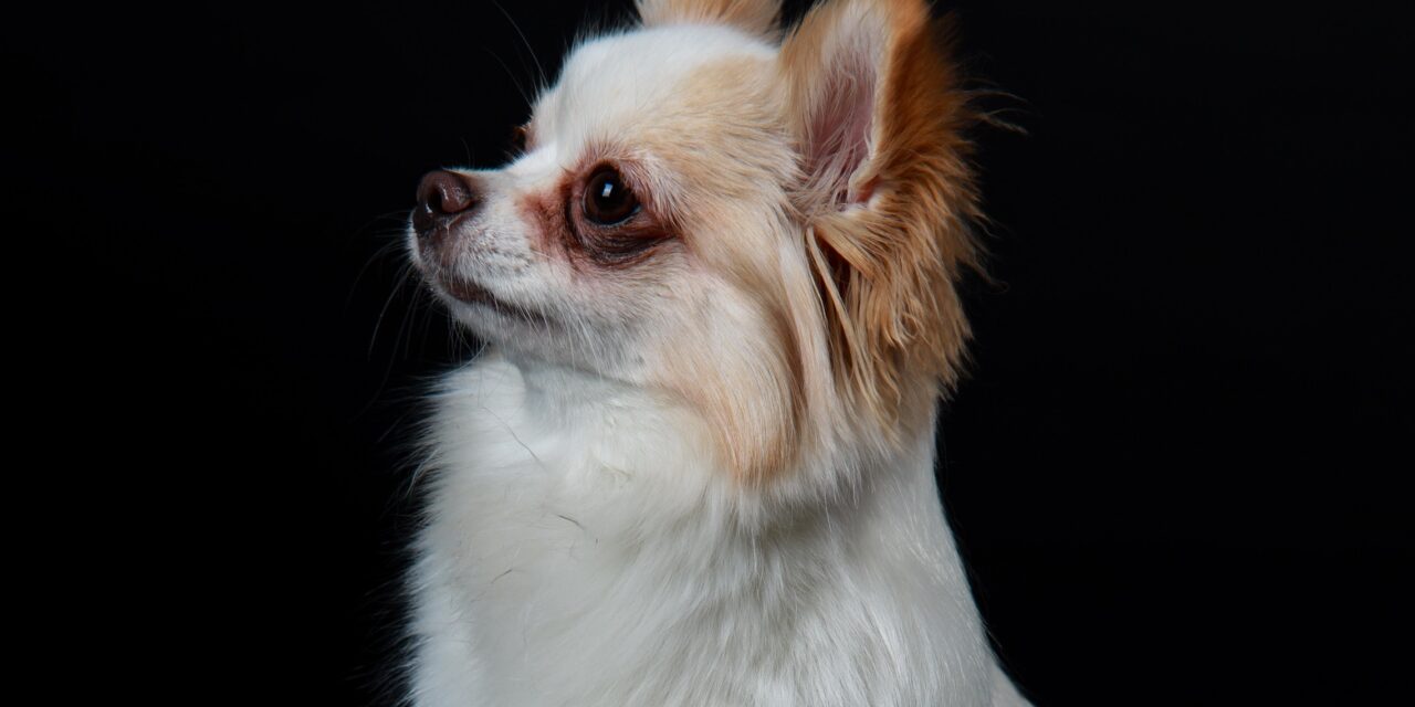 muotokuvamainen kuva pienestä vaaleasta koirasta, joka katsoo sivulle.