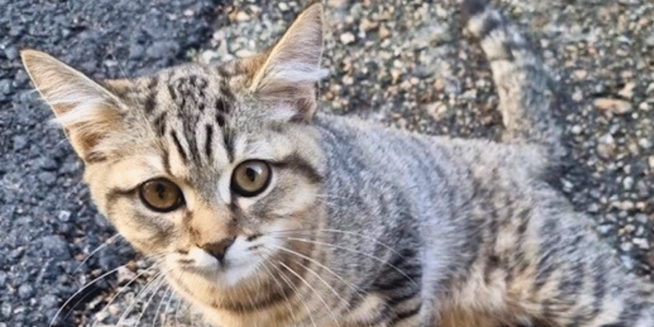 harmaa raidallinen kissa etutassujen varassa asfaltilla. Putoaminen on aina vaarallista kissalle