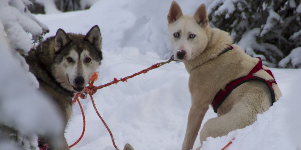 kaksi huskya istuu lumessa