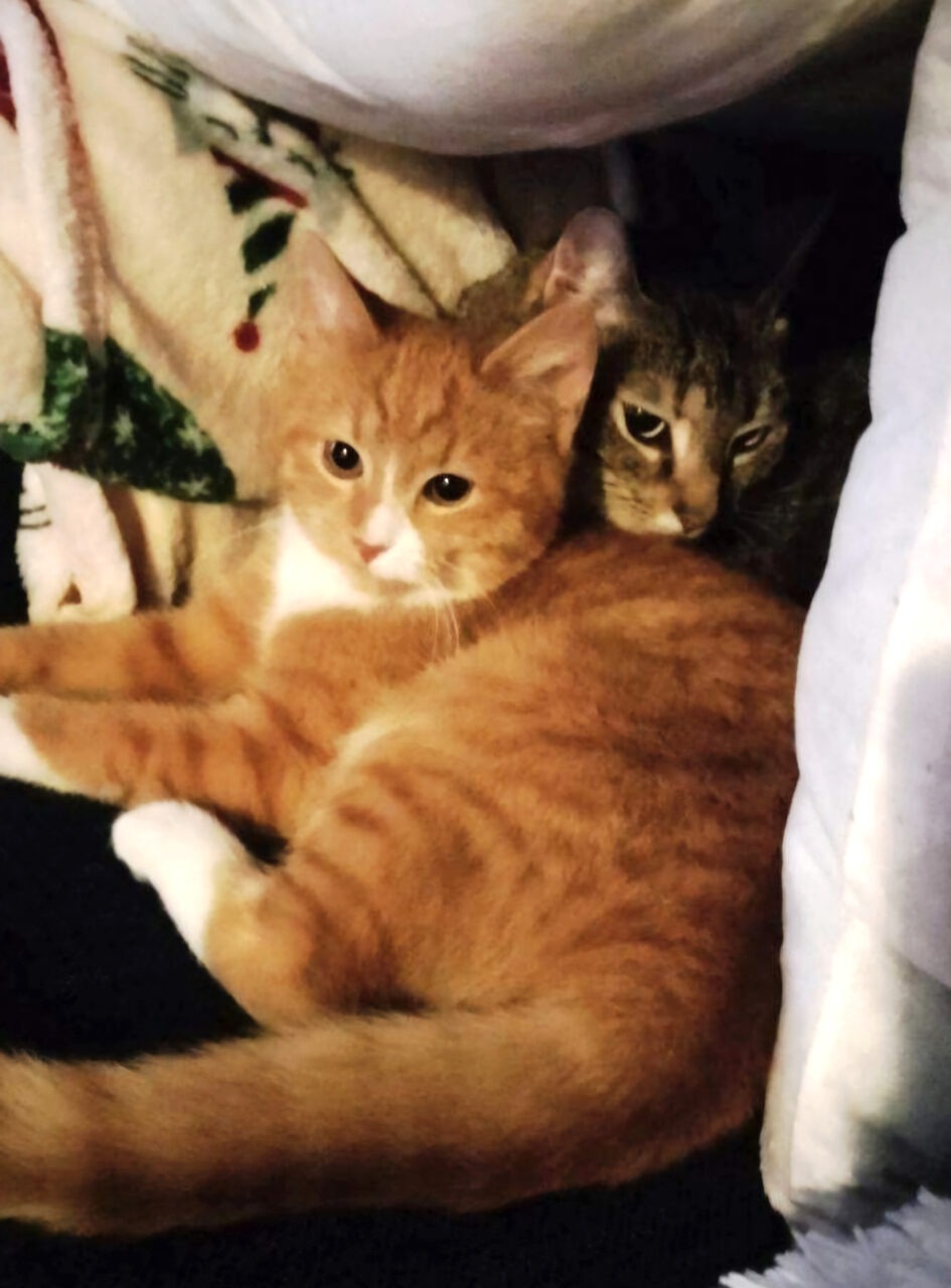 Kaksi kissaa makaamassa sohvalla. 