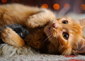 Oranssi kissa makaa pehmeällä alustalla ja katsoo kohti kameraa etutassut hieman koholla, taustalla näkyy oransseja valopisteitä.