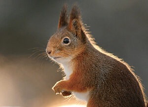 Ruskea orava seisoo pystyssä etutassut koholla ja katsoo sivulle pehmeässä luonnonvalossa.