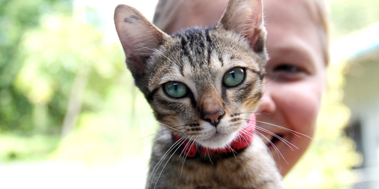 lähikuva kissasta, nainen taustalla