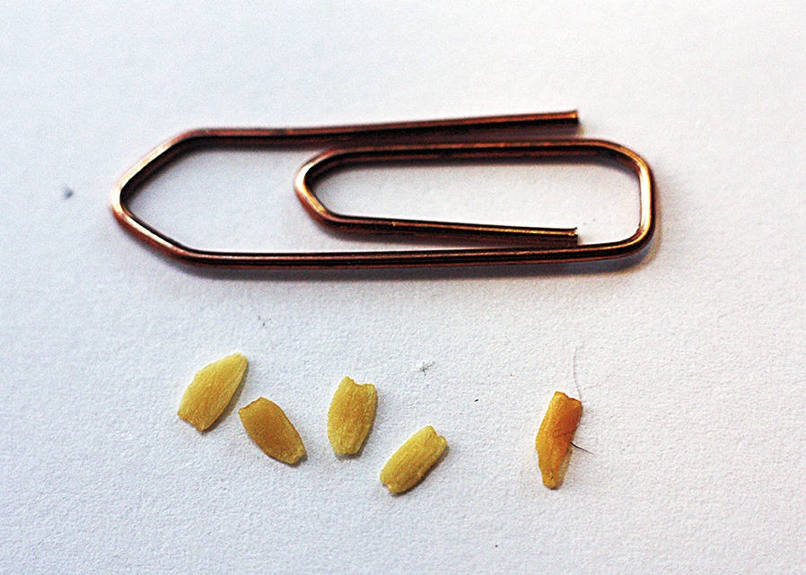 Heisimadon jaokkeita paperiliittimen vieressä. Paperiliitin tarjoaa mittakaavan heisimadon jaokkeille. Heisimato on saalistavilla kissoilla tavallinen loinen. Säännööllinen madottaminen noin kolmen kuukauden välein kuuluu kissan perushoitoon.