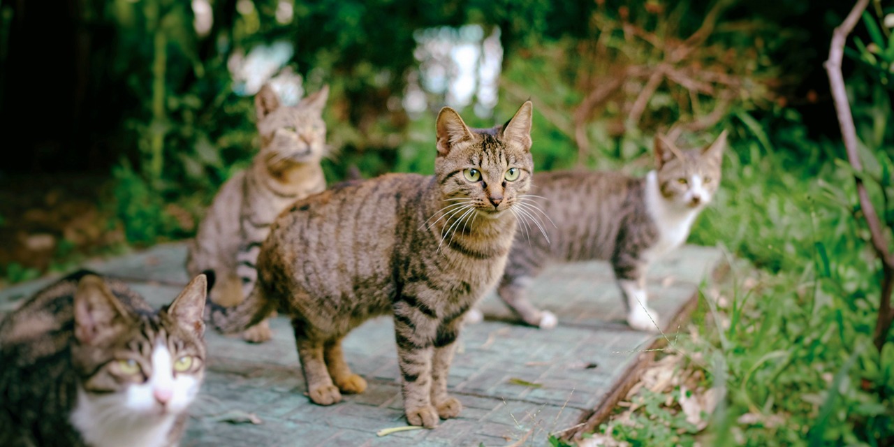 Kissoja pihalla. Jos leikkaantumattomat kissat saavat liikkua vapaasti, on riskinä että ne alkavat lisääntyä hallitsemattomasti ja saattaa syntyä villiintyneitä kissapopulaatioita.