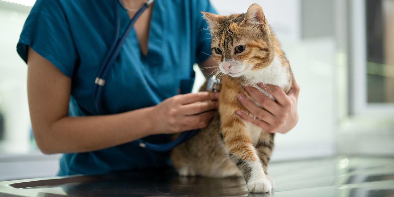 Eläinlääkäri kuuntelee kissan sydäntä stetoskoopilla. Kissa on tärkeää käyttää eläinlääkärissä ja madottaa säännöllisesti.