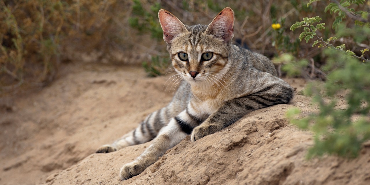 Afrikanvillikissa makaa hiekkaisella maalla ja katsoo kohti kameraa. Kotikissa polveutuu afrikanvillikissasta.