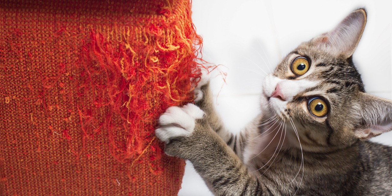 Kissa kynsii sohvan reunaa. Kissalla on voimakas tarve kynsimiseen, mutta jos kissa kynsii huonekaluja, se voi olla ongelma. 