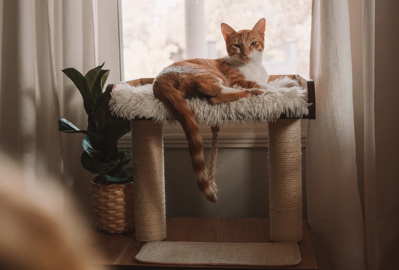 Kissa maksaa kiipeilypuussa ikkunan edessä. Kissat nauttivat ympäristönsä tarkkailemisesta myös ikkunalasin läpi, joten taso ikkunan edessä tukee kissan käyttäytymistarpeita.